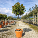 Červienka Fraserova (Photinia fraseri) ´MCLARLOU LOUISE´ - výška 140-150 cm, obvod kmeňa 8/10 cm, kont. C30L NA KMIENKU 